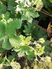 Geranium