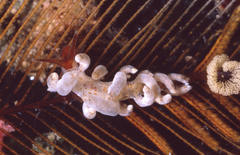 Eubranchus cucullus