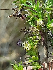Carpacoce
