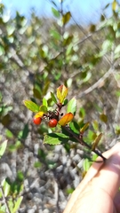 Rhamnus insula