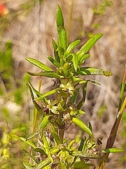 Carpacoce