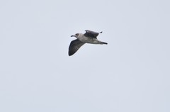 Larus argentatus