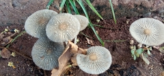 Coprinellus arenicola