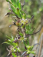 Carpacoce