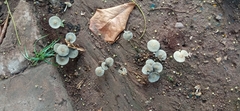 Coprinellus arenicola