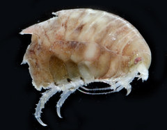 Amphilochidira