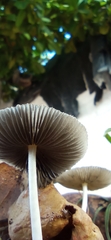 Coprinellus arenicola