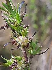 Carpacoce