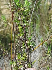 Carpacoce