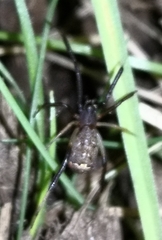 Episinus truncatus