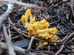 Clavulinopsis corniculata