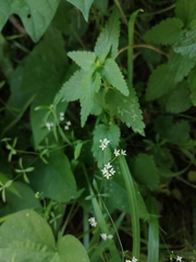 Galium lucidum