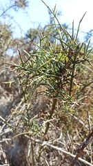 Adolphia californica