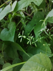Galium lucidum
