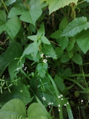 Galium lucidum