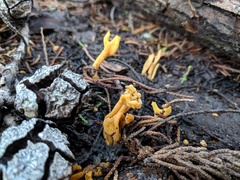 Clavulinopsis corniculata