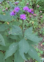 Vernonia glauca