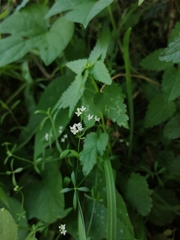 Galium lucidum