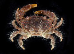Pilodius miersi