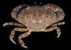 Epixanthus frontalis