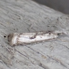 Microcrambus kimballi