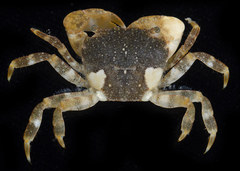 Gaetice depressus