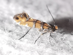 Phyllonorycter klemannella