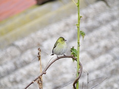 Spinus barbatus