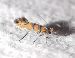 Phyllonorycter klemannella