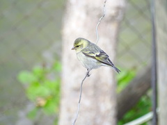 Spinus barbatus