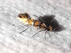 Phyllonorycter klemannella