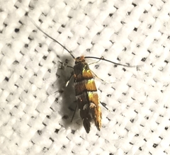 Phyllonorycter klemannella