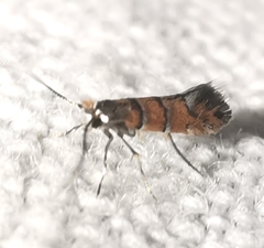 Phyllonorycter klemannella