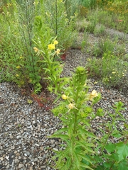 Oenothera