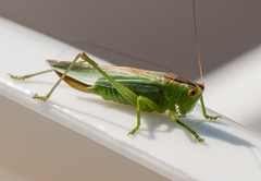 Orchelimum gladiator