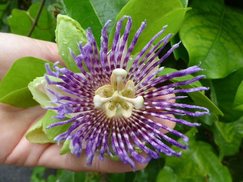 Passiflora laurifolia