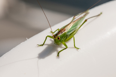 Orchelimum gladiator