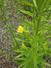 Oenothera