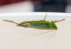 Orchelimum gladiator