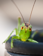 Orchelimum gladiator