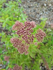 Eupatorium cannabinum