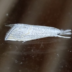Haimbachia squamulellus