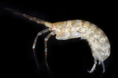 Corophiida