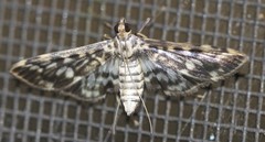 Rhimphalea sceletalis