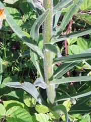 Echium lusitanicum