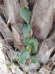 Aristolochia sempervirens