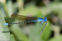 Argia rhoadsi