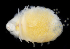 Bopyridae