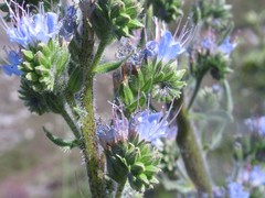Echium lusitanicum