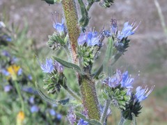 Echium lusitanicum